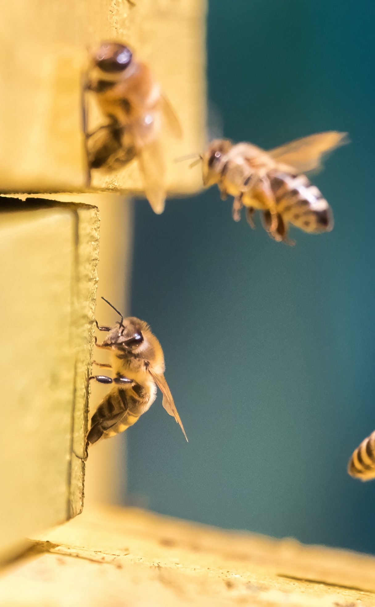 Insect & Pest Resistant